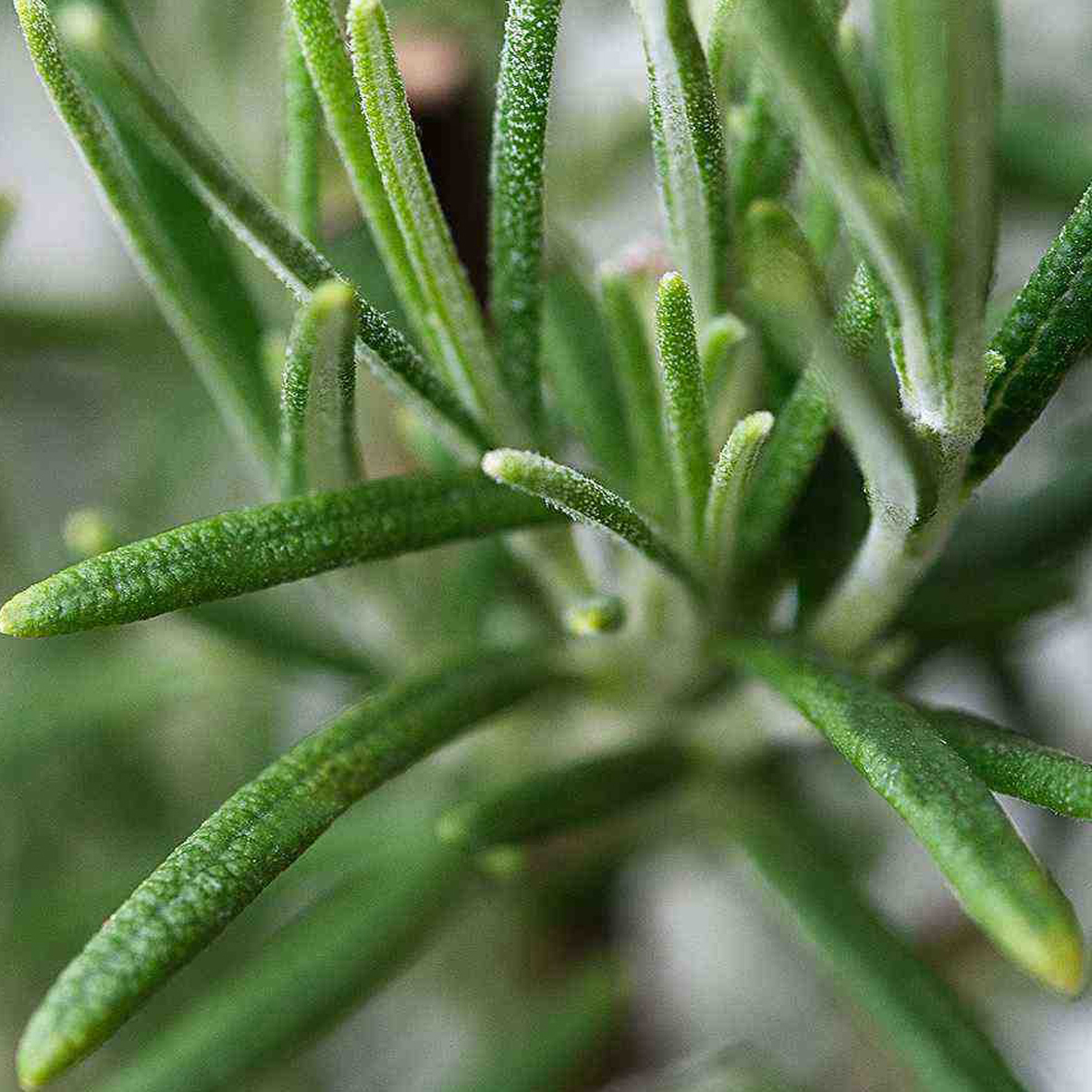 Розмарин фото описание как выглядит. Розмарин officinalis. Rosmarinus officinalis. Розмарин цветы. Дикий розмарин.