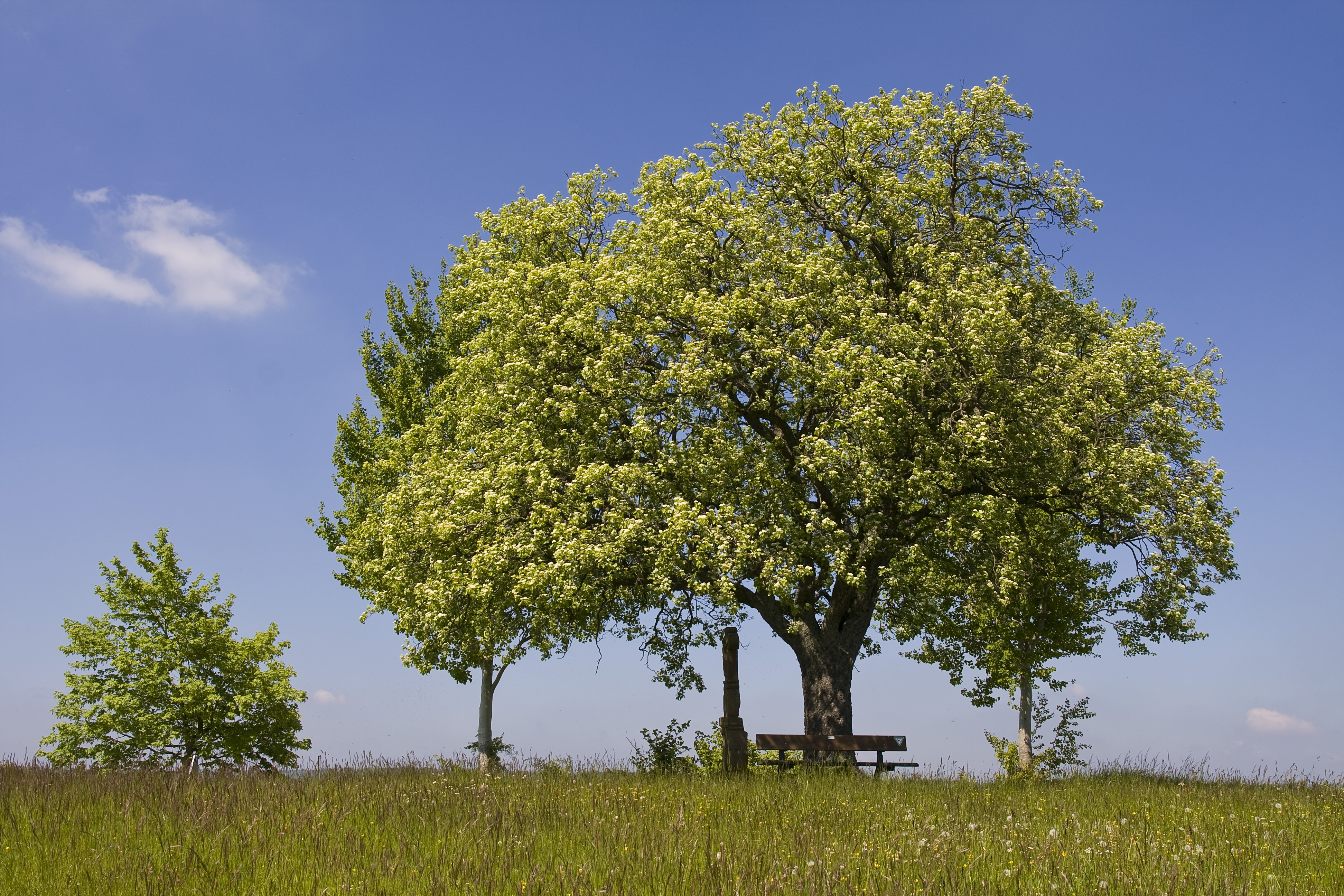 Характерное дерево. Sorbus torminalis. Дуб Пиренейский дерево. Дерево Elsbeere. Деревья с широкими кронами.