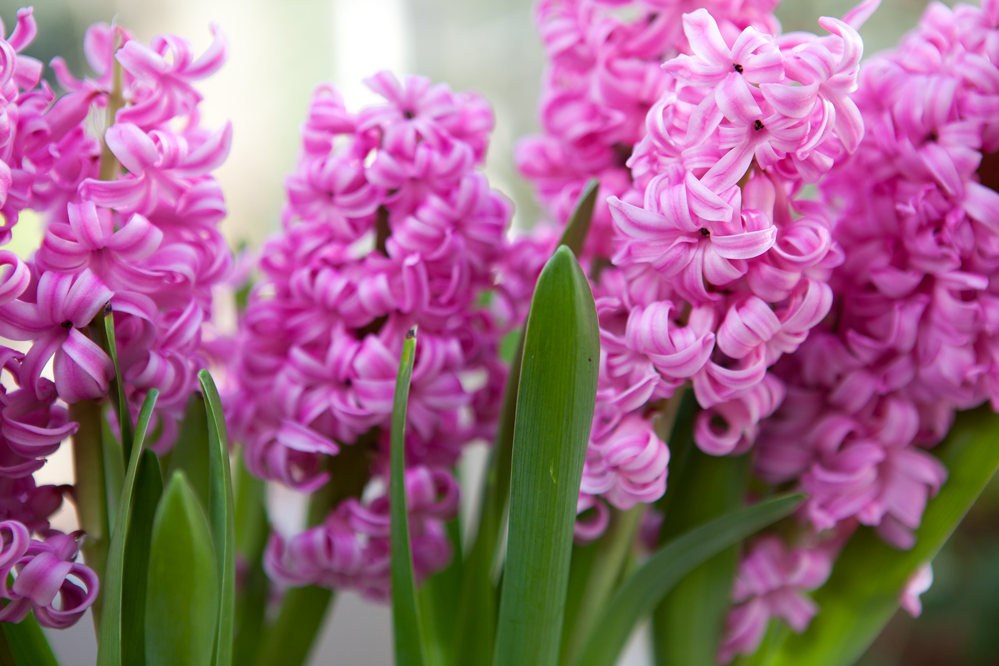 Гиацинт фото. Цветок Hyacinthus Pink. Гиацинт Фондант. Гиацинт Литвинова. Гиацинт садовый Вурбак.