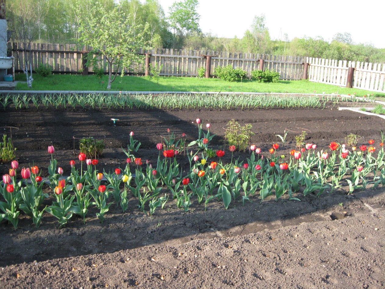 где посадить тюльпаны на участке фото