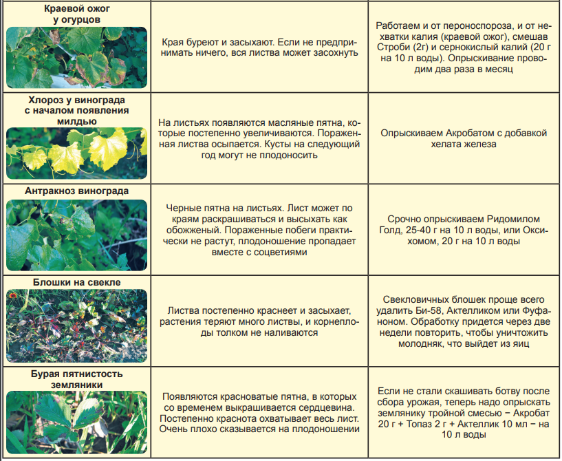 Препарат 30 с медным купоросом. Опрыскивание деревьев. Железо для сада для опрыскивания. Опрыскивание огурцов. Таблица опрыскивания винограда весной.