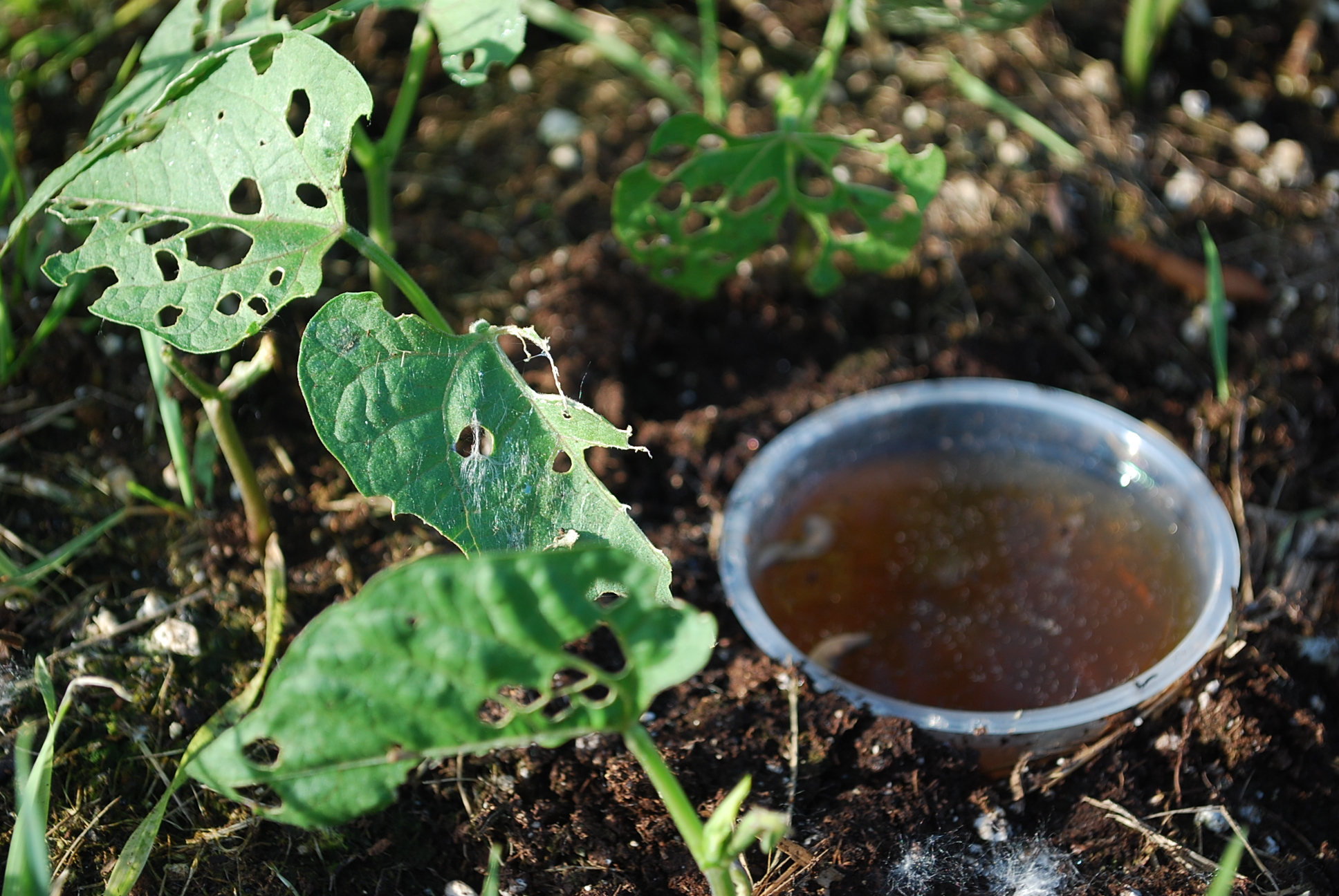 Слизни на огороде фото борьба с ними