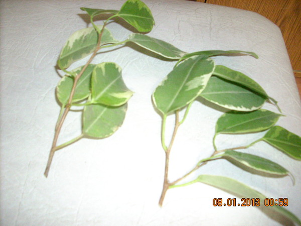 Фикус бенджамина отводки. Фикус в какой горшок сажать лучше. Фикус как взять отросток и посадить. Отросток фикуса. Обрезать фикус бенджамина.