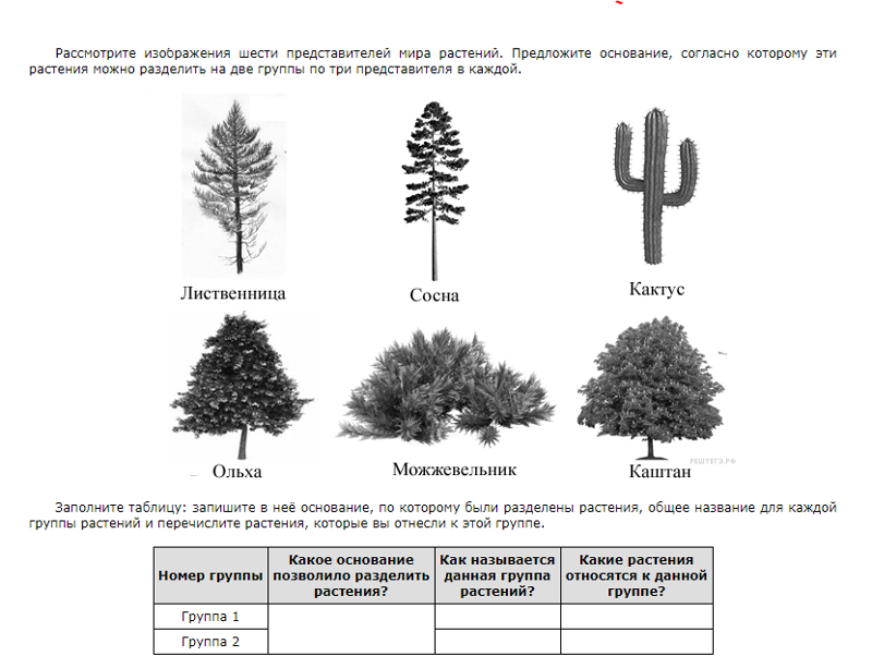 Кроссворд голосеменные