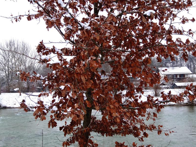 Скинуть листву. Дуб зимой. Деревья которые не сбрасывают листву зимой. Деревья которые сбрасывают листву. Листья дуба зимой.