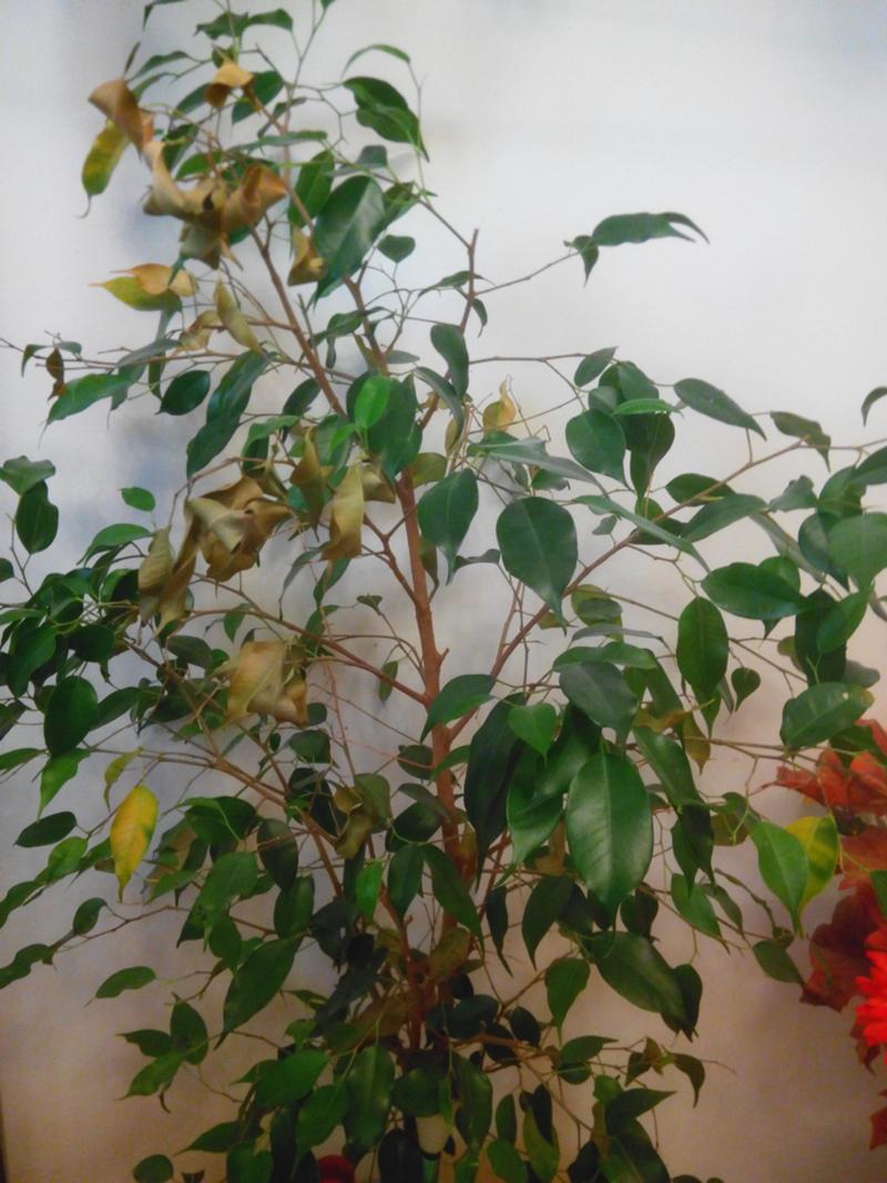 Фикус бенджамина уход в домашних условиях фото почему опадают листья что делать и как исправить