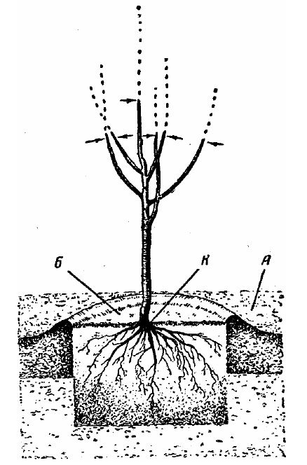 Как посадить яблоню весной саженцами пошагово. Корневая шейка саженца яблони. Посадка яблони корневая шейка. Корневая шейка яблони рис. Корневая шейка заглублена саженцы.