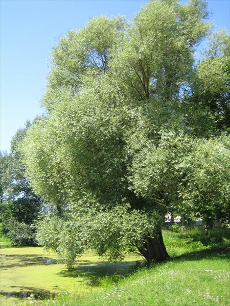 Ива и ракита в чем разница фото