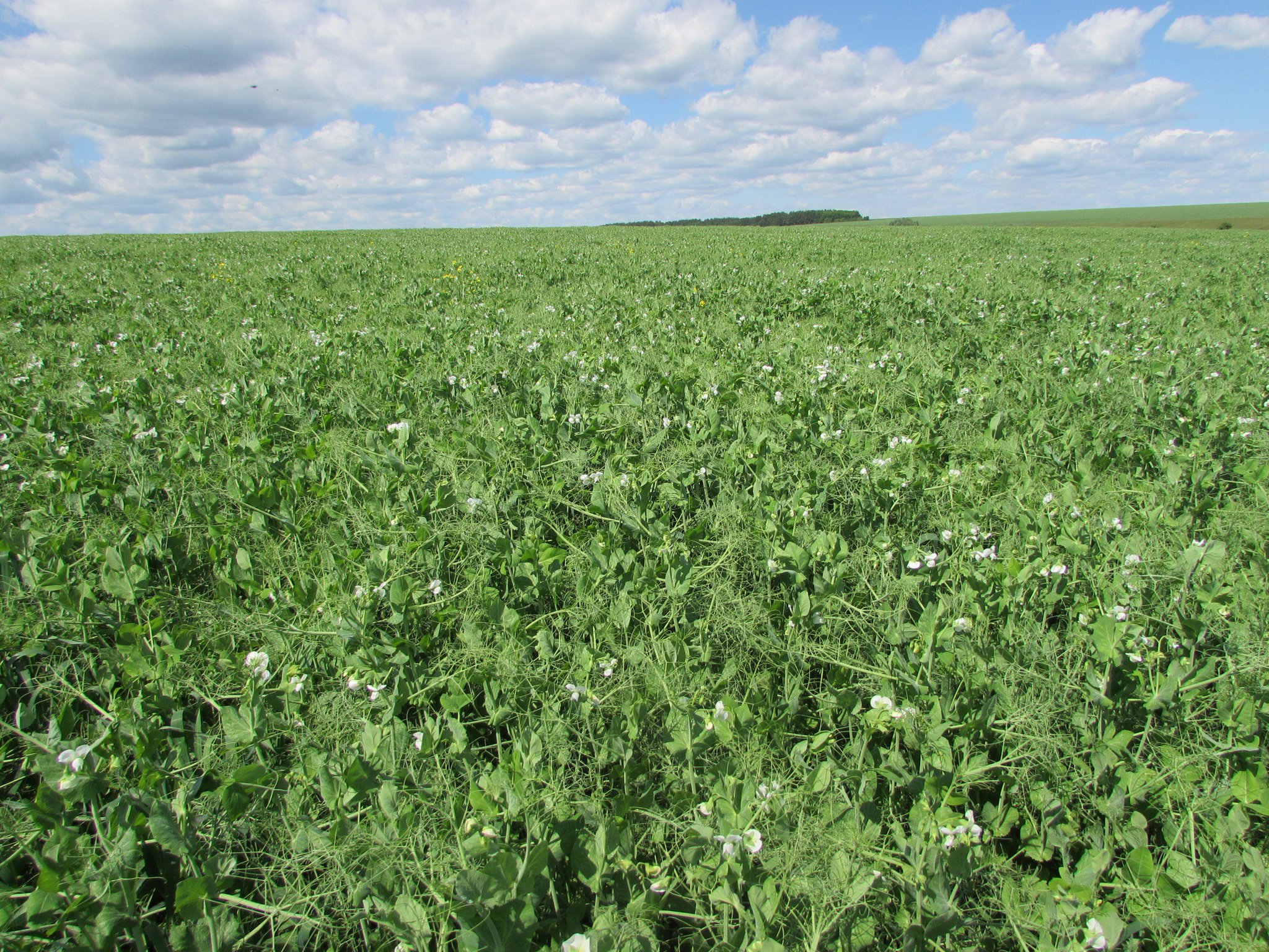 горошек полевой. горошек поле. плантации сои monsanto в румынии. плантации многолетних культур. бобовое поле.