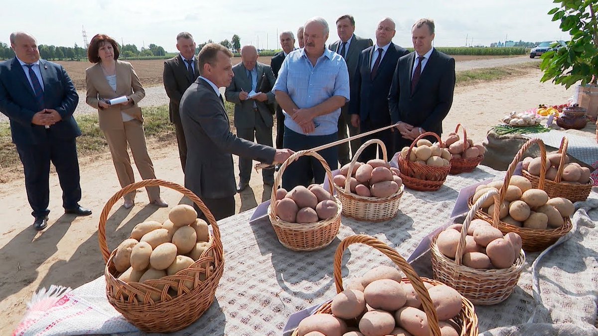 Картошка в белоруссии. Лукашенко картошка. Президент Белоруссии картошка. Беларусь Лукашенко на картошке. Лукашенко Агро картошка.