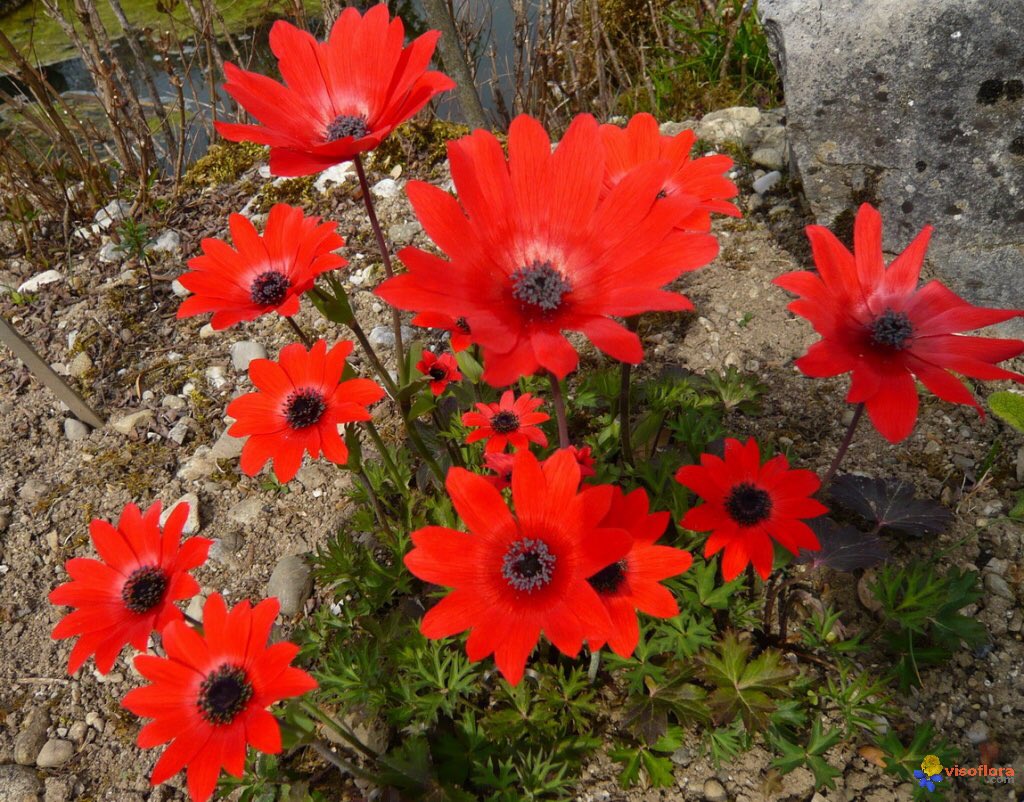 Растения красной фото и названия. Anemone Pavonina. Анемона оранжевая. Анимонус цветок. Клубневые цветы однолетние.