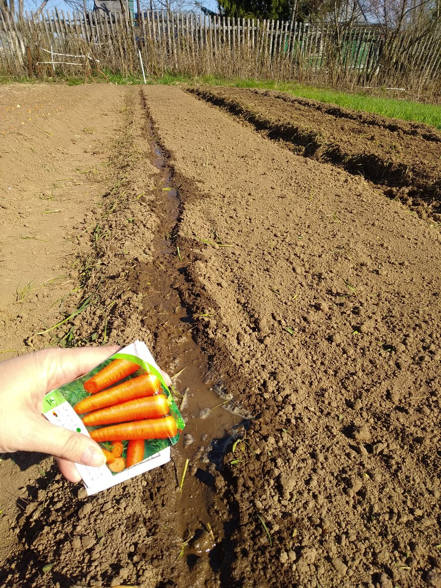 Как посадить морковь фото