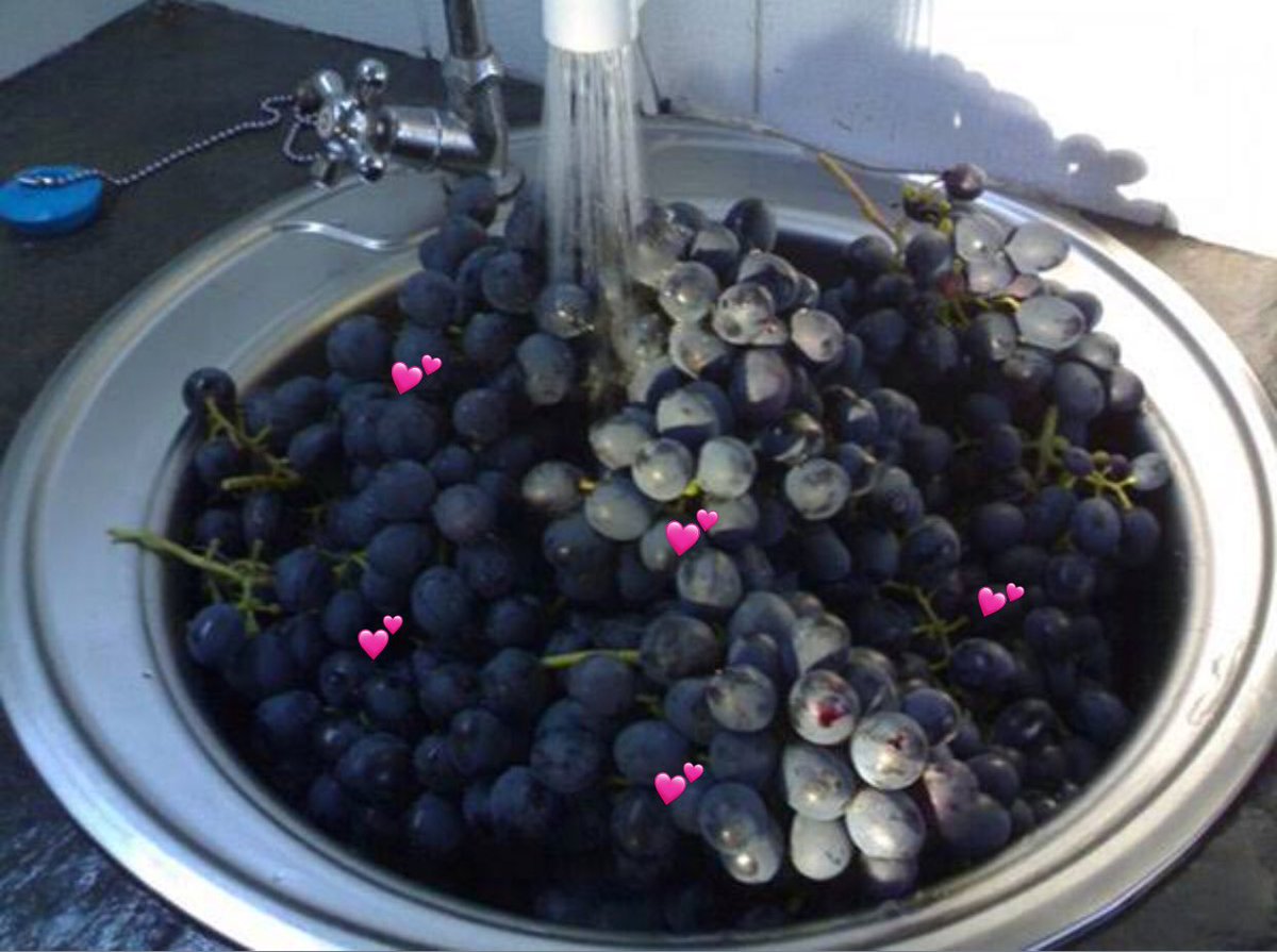Рецепт вина из виноградного сока. Виноград черный. Консервирование винограда.
