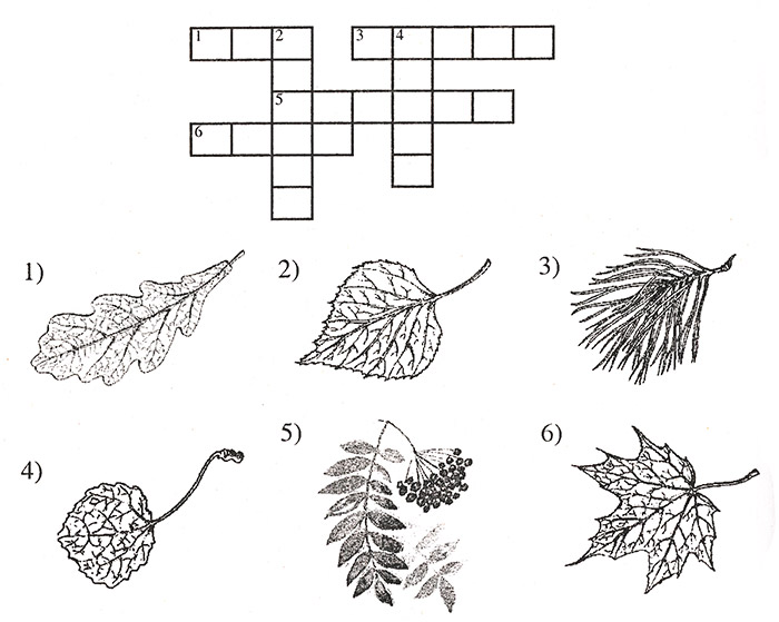 Кроссворд лист. Кроссворд деревья для дошкольников. Задания по теме лиственные деревья.