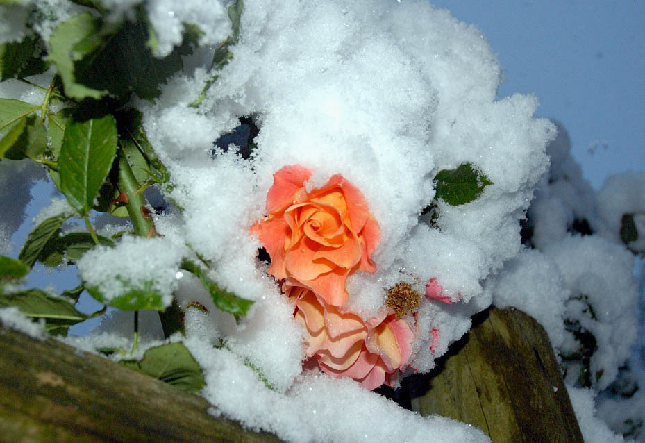 Как сохранить домашние розы зимой. Выведение зимних роз. Зимовка роз в Ленинградской области.