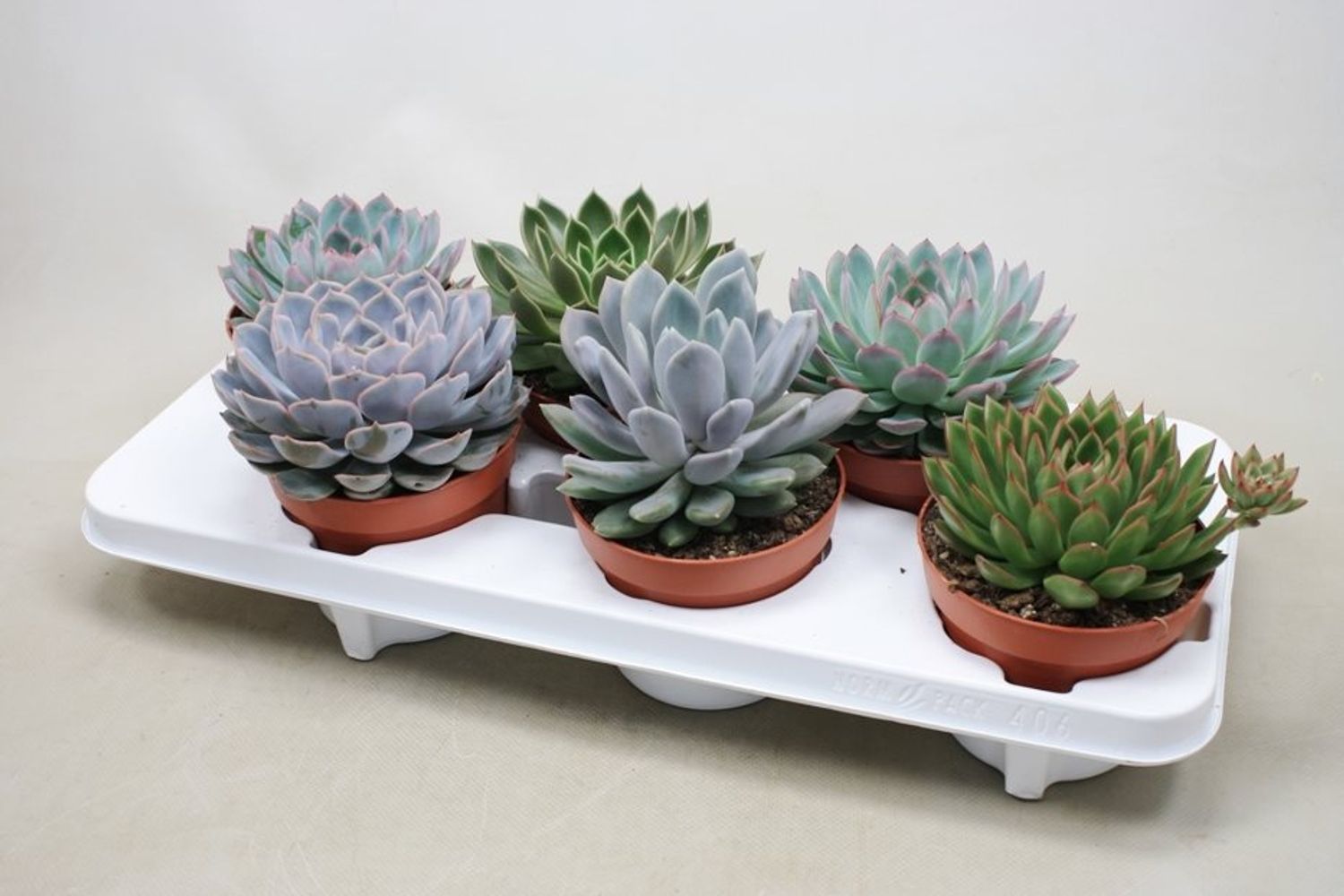 эхеверия блэк хавк. эхеверия экстра микс. эхеверия микс d-5. эхеверия суккулент микс. эхеверия микс 5.