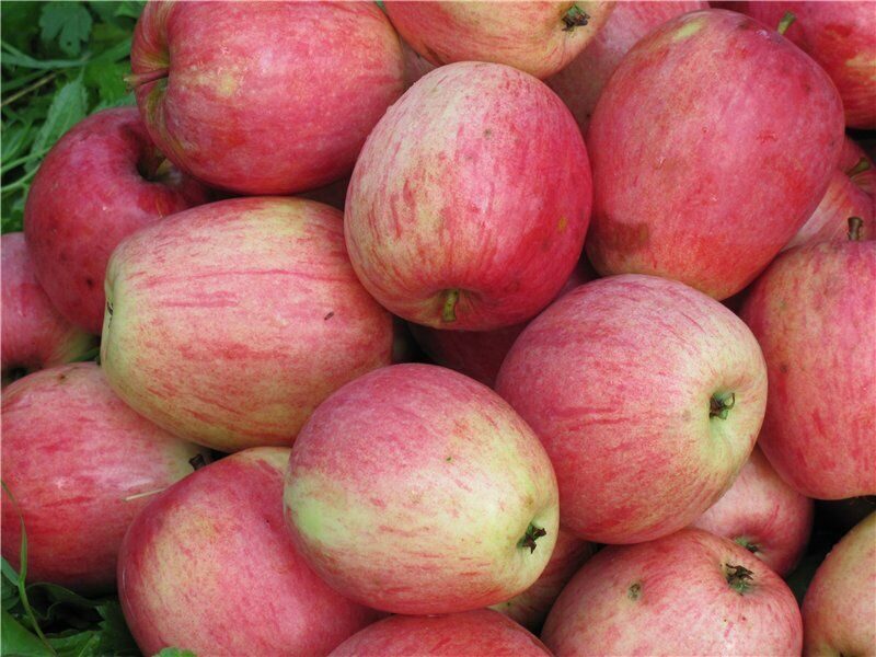 Сорта ранних розовых. Яблони летний сорт Медуница. Эмбасси яблоня. Сорт яблок Томпсон. Яблоки Грушовка.
