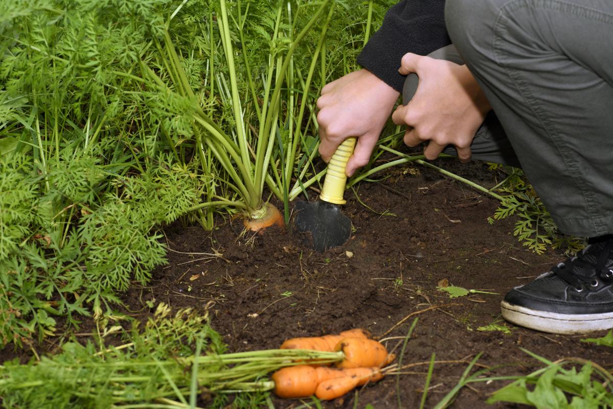 Время собирать свеклу. Выкапывание моркови. Морковь на грядке. Морковь в огороде. Уборка моркови.
