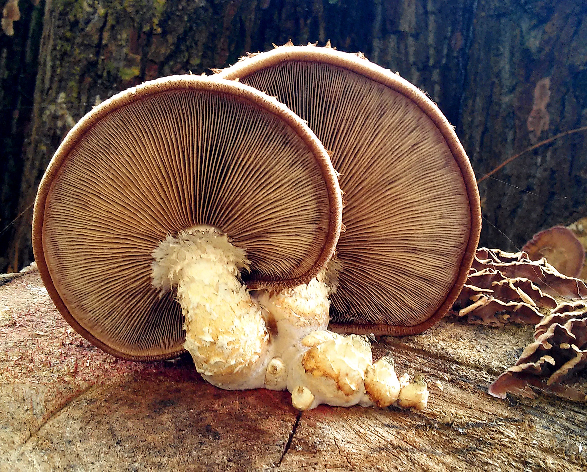 Большие пластинчатые грибы. Пластинчатые грибы. Трубчатые грибы. Трубчатые и пластинчатые грибы. Пластичные грибы.