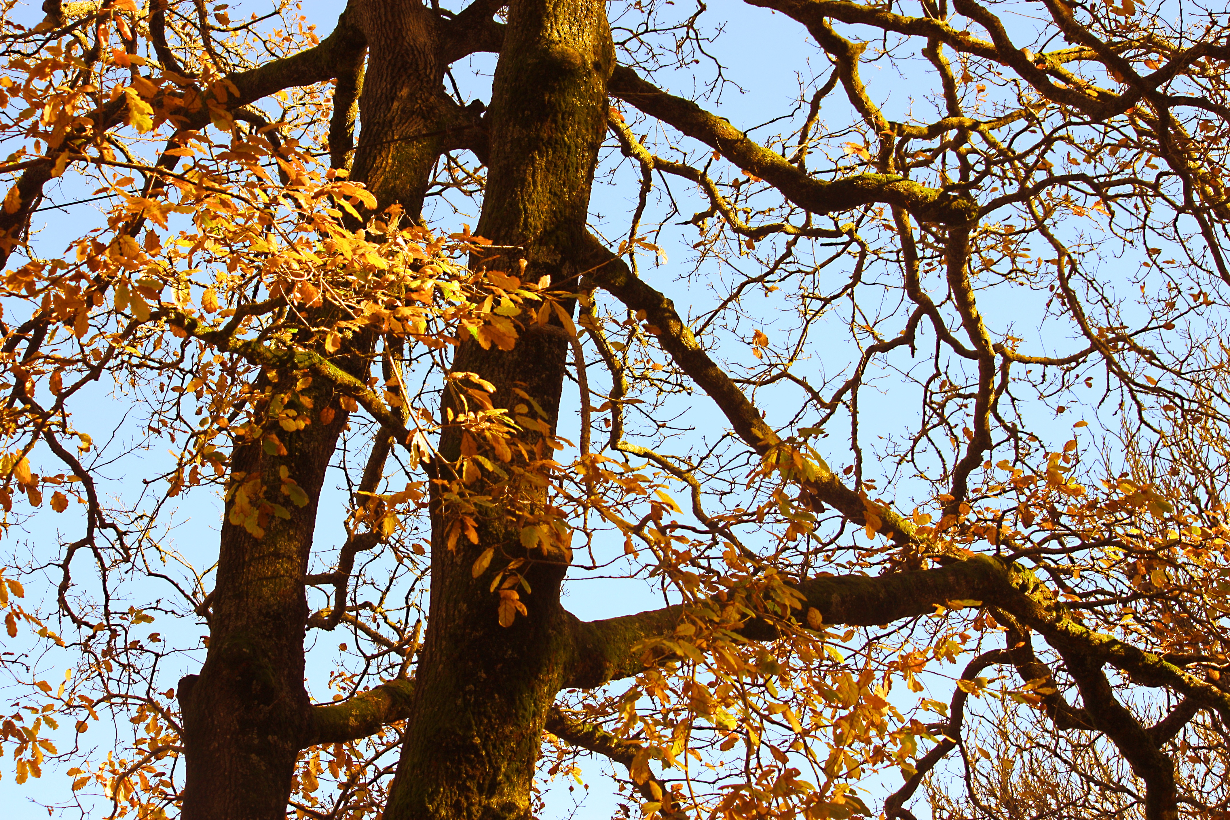 Дерево золотой дуб