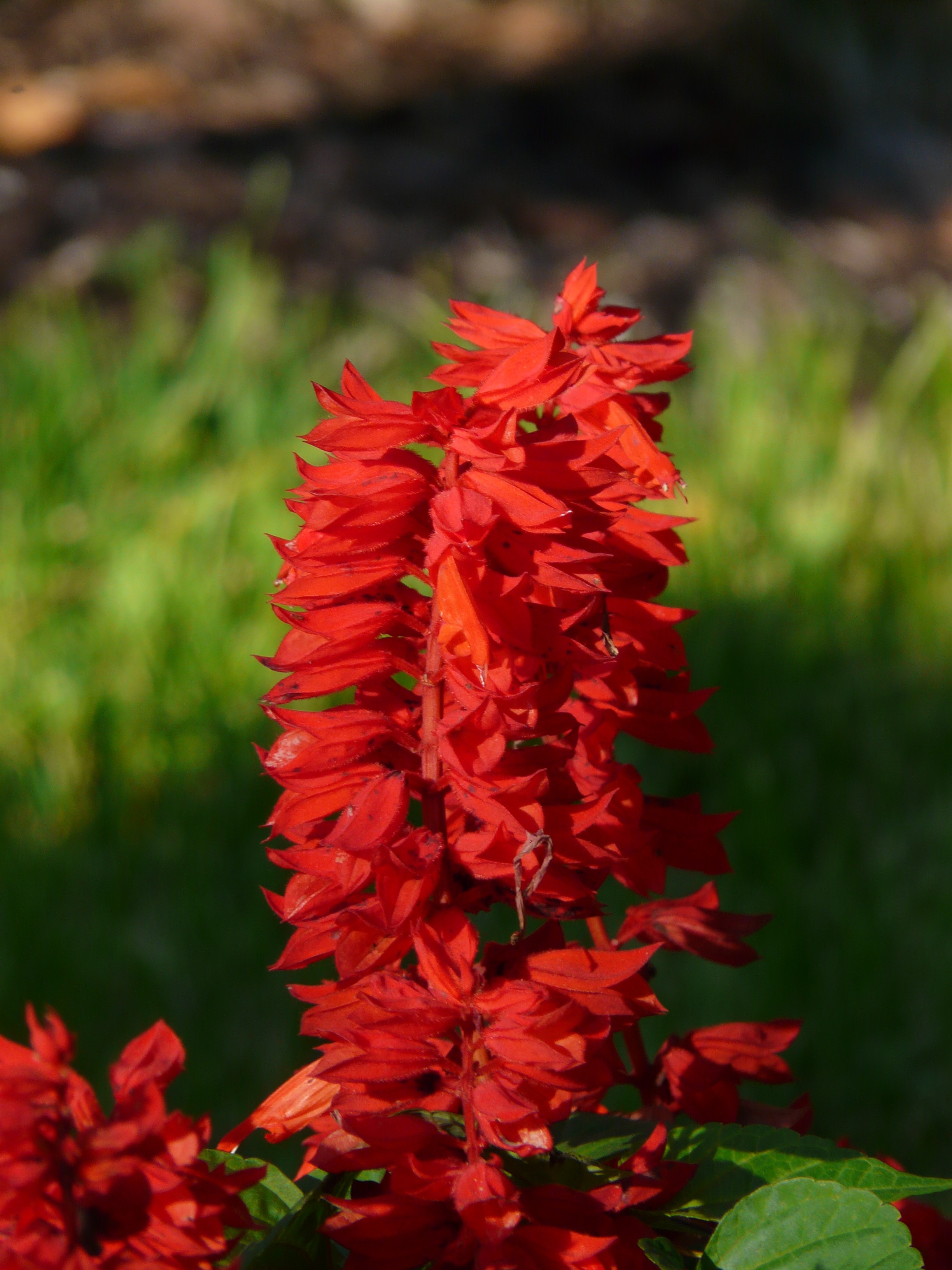 Сальвия фото. Сальвия Спленденс. Сальвия splendens Red. Однолетки Сальвия. Сальвия красная coccinea.