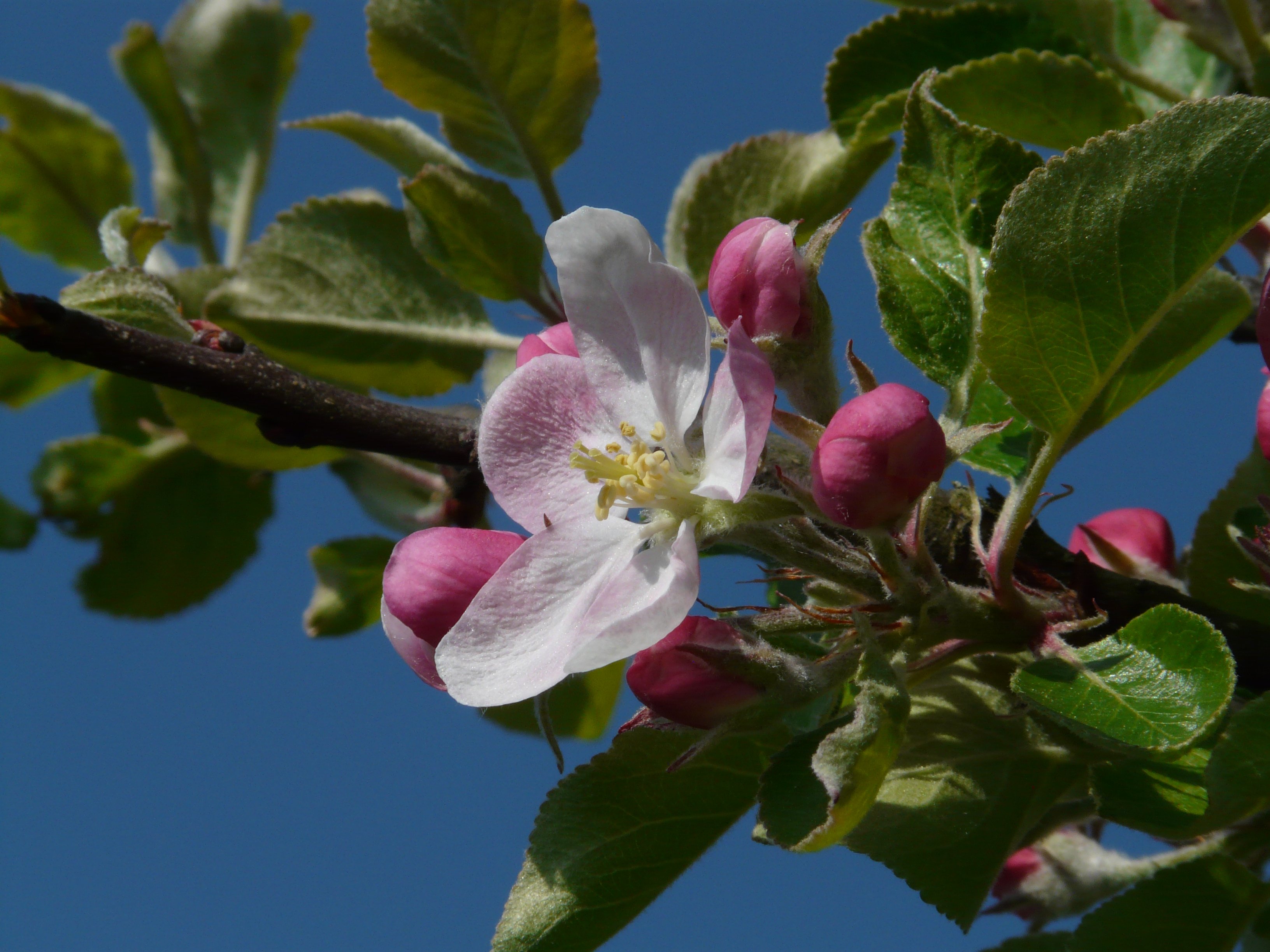 Цвета ли яблони. Цветет яблоня Пинк Роуз. Яблоневый цвет (Apple Blossom). Яблоня Хидден Роуз. Яблоня обыкновенная цветение.