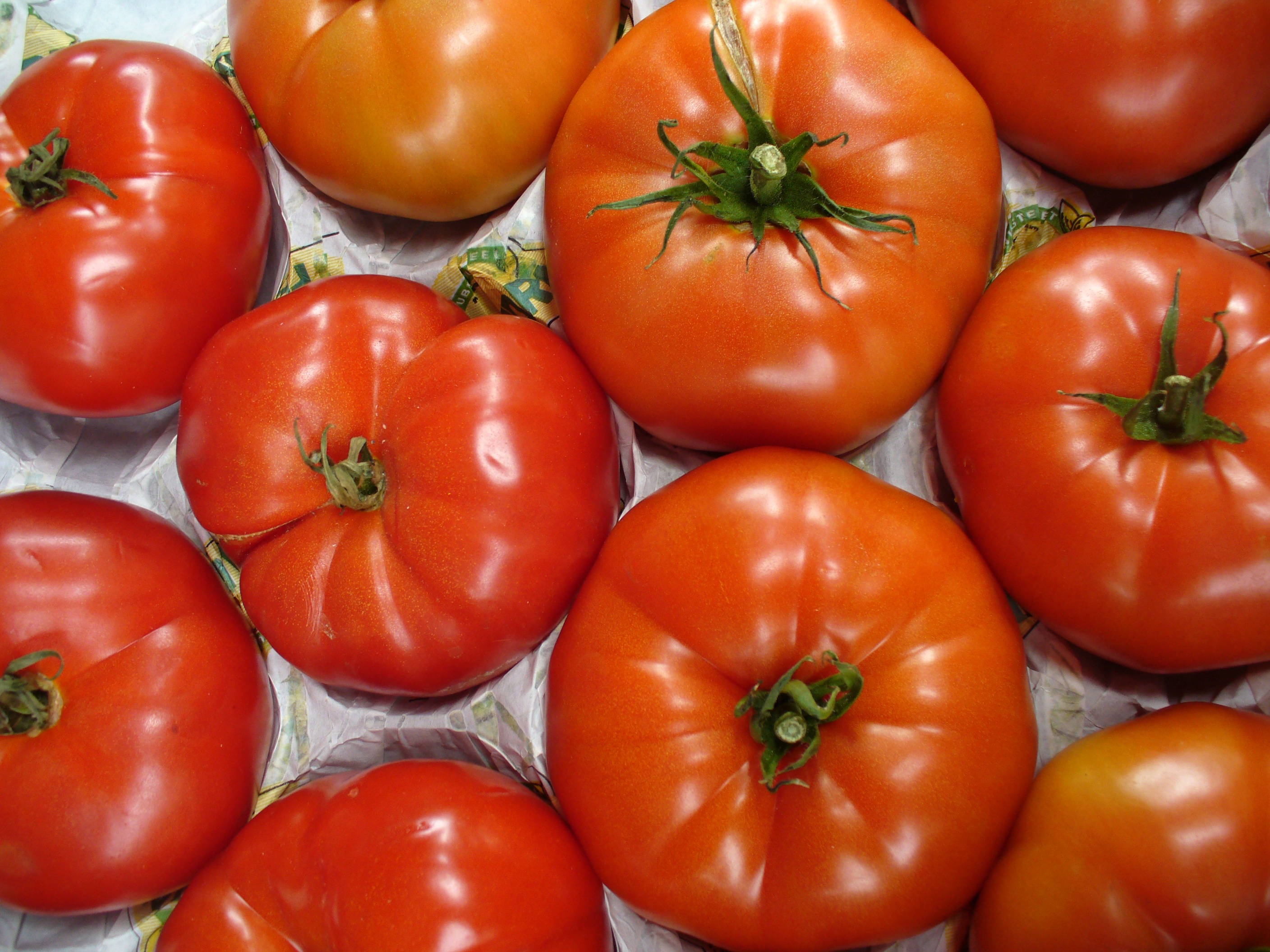 фото крупных томатов
