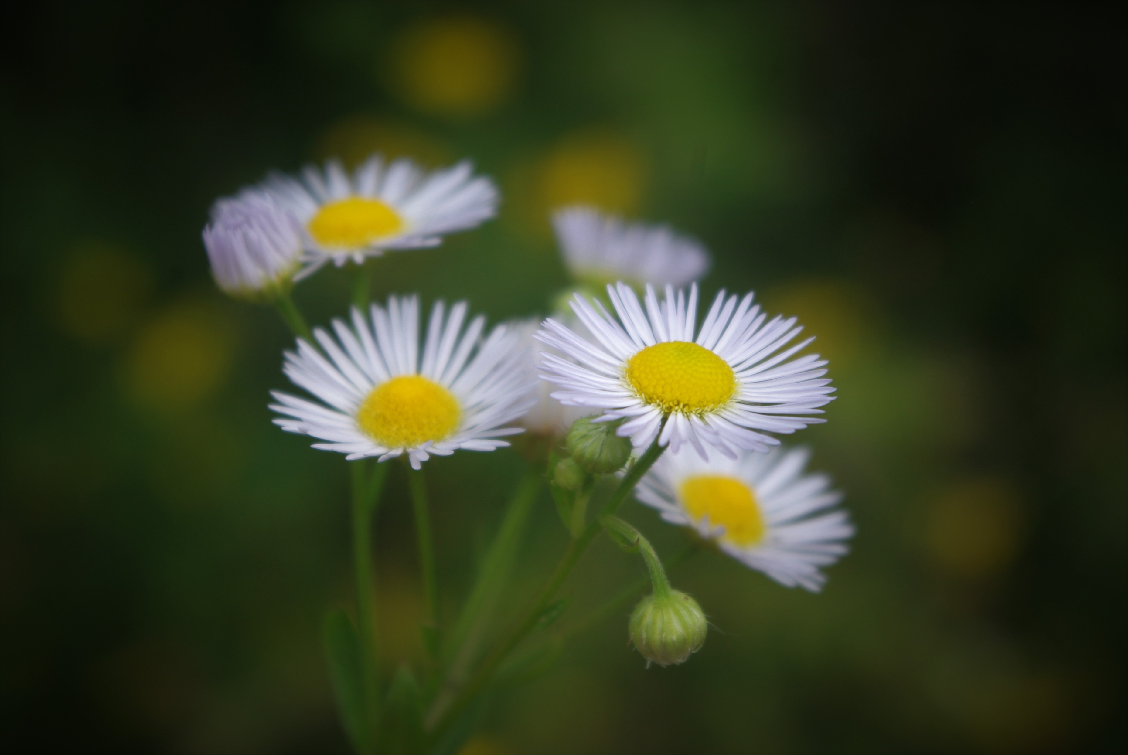 Daisy leaves. Стебель ромашки. Маленькая Ромашка. Цветы маленькие ромашки. Ромашка на стебельке.