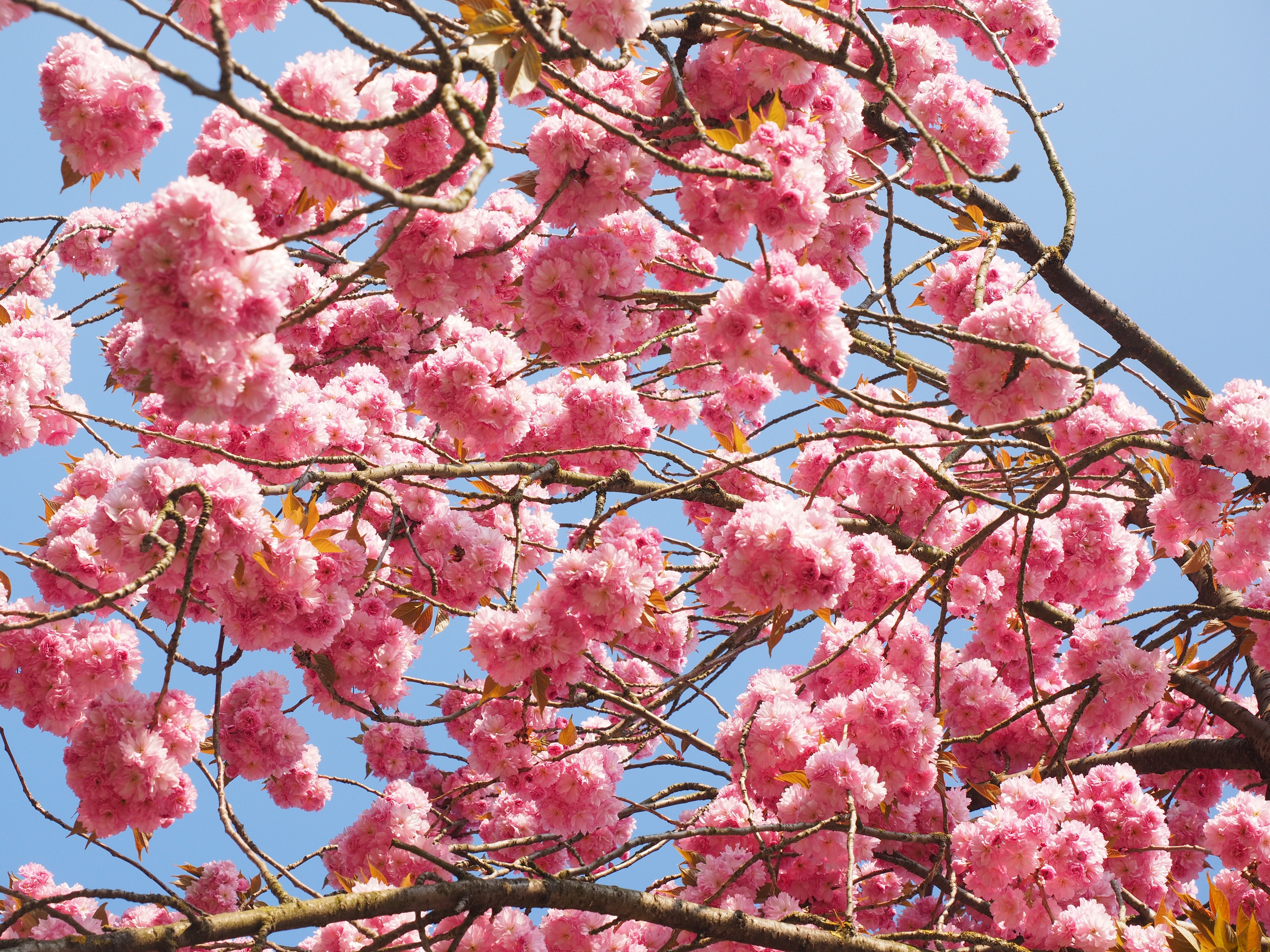Cherry blossom отзывы. Черри блоссом дерево. Сакура Яэдзакура. Сакура черри блоссом. Pink черри блоссом дерево деревья.