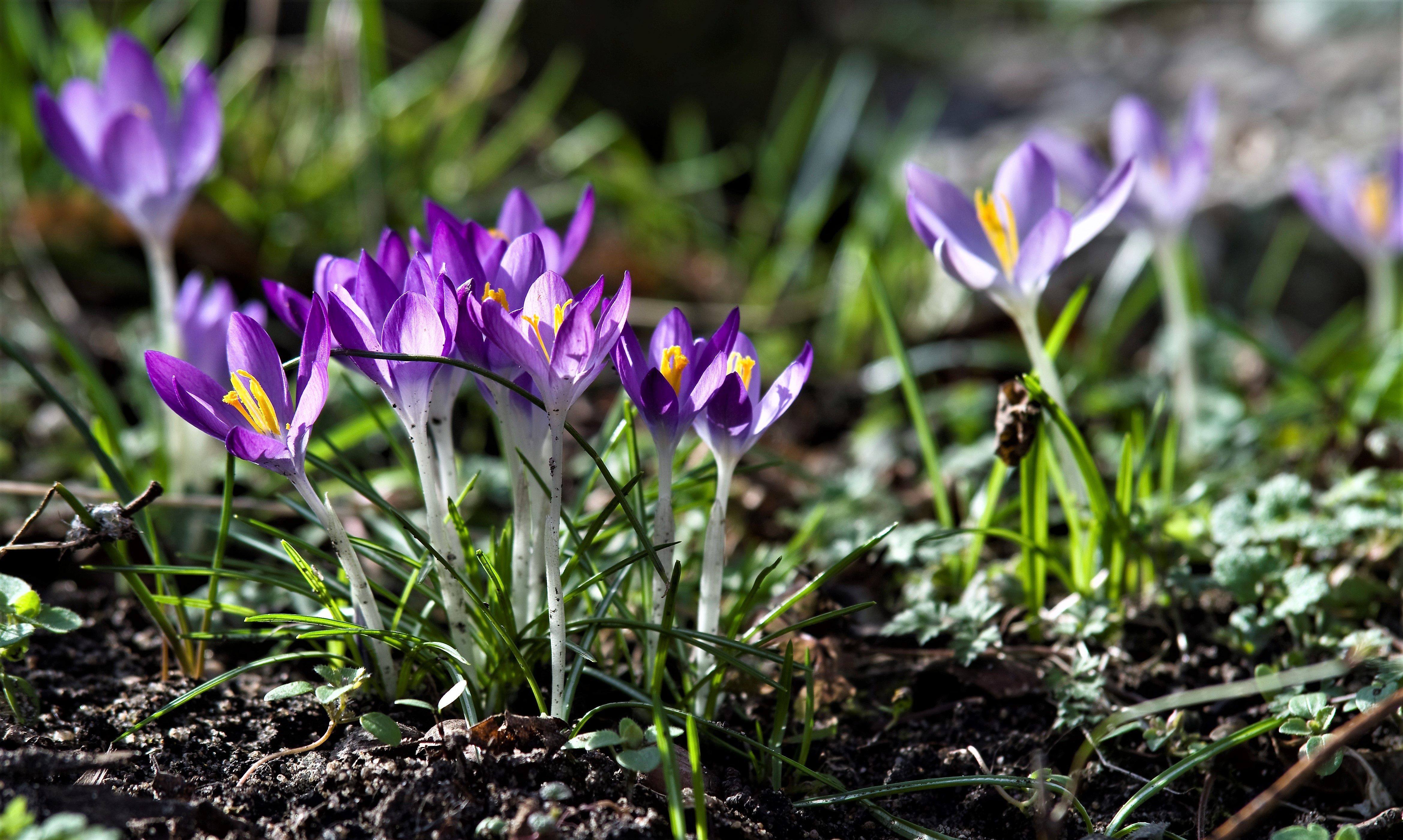 Растения зацветают ранней весной. Пролески, подснежники, крокусы. Крокус перпл. Крокус Уайтвелл Пурпл. Весенние первоцветы фиолетовые.