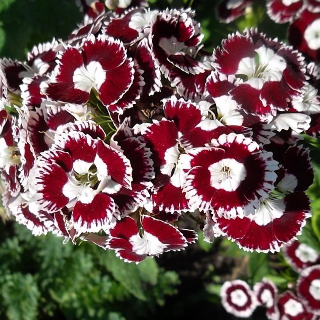 Гвоздика бородатая выращивание из семян. Гвоздика бородатая - Dianthus barbatus. Гвоздика Садовая турецкая. Гвоздика турецкая Блэк черри. Цветы турецкая гвоздика.