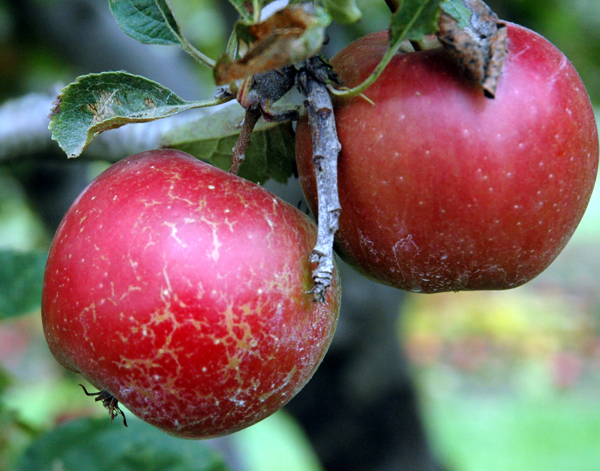 Яблоко плодовый. Мучнистая роса на яблоне. Мучнистая роса на плодах яблони. Парша на яблоне. Мучнистая роса яблони яблони.
