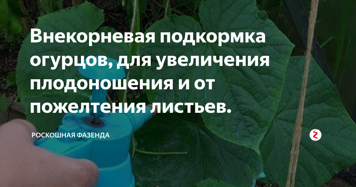 Чем полить для роста огурцов. Удобрение для огурцов. Подкормка огурцов. Огурцы подкормка. Корневая подкормка огурцов в теплице.