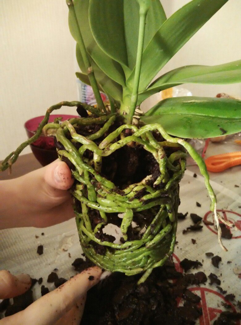 Правильные корни орхидеи
