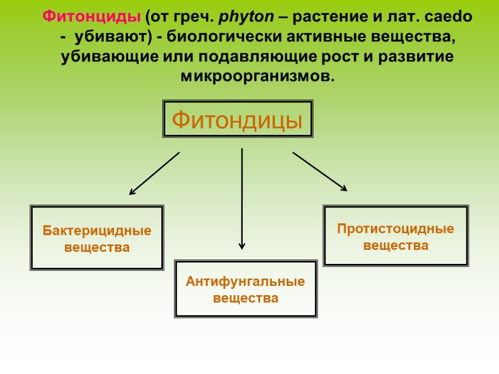 Фитонциды это. Фитонциды. Классификация фитонцидов. Фитонциды это вещества.