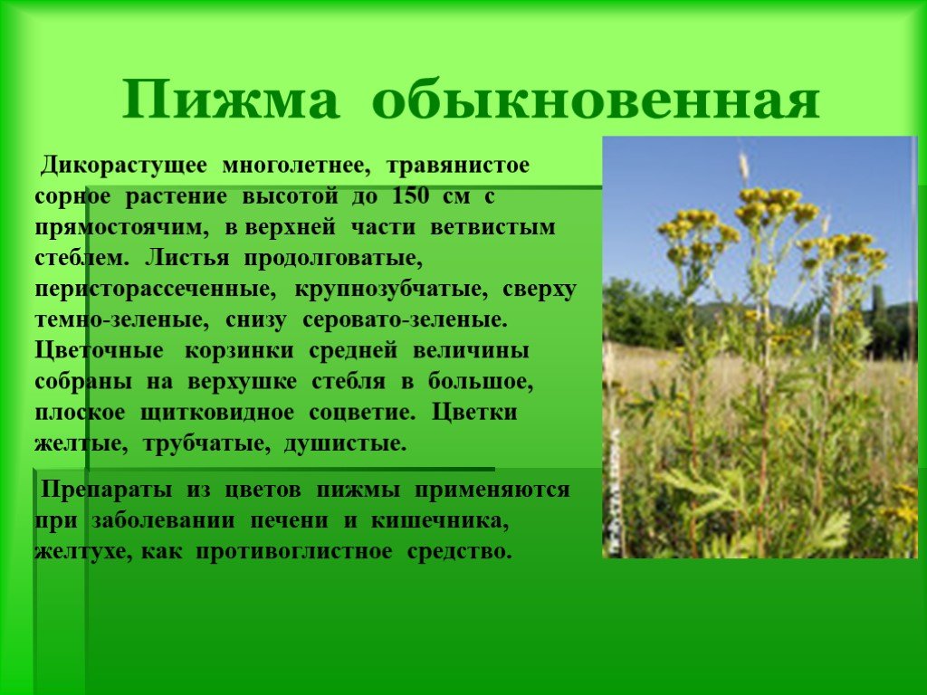 Дикорастущее растение презентация 2 класс. Сообщение о дикорастущем растении. Дикорастущие растения доклад. Дикорастущие лекарственные растения. Дикорастущие лечебные растения.