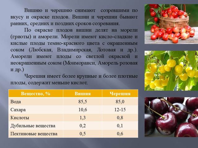 Витамины в черешне. Какую роль играют плоды и семена. Яркая окраска плодов. Какую роль играют плоды и семена растений. Витамины в вишне.