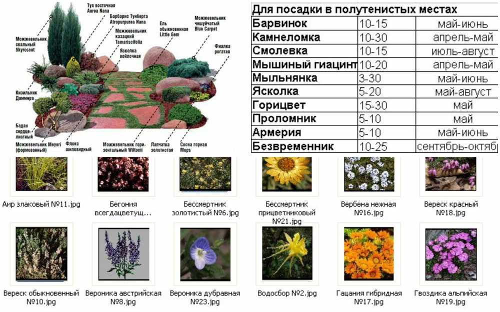 Таблица цветов растений. Рокарий схема посадки с названиями растений. Список растений для альпийской горки. Альпинарий схема посадки растений. Растения для рокария схема.