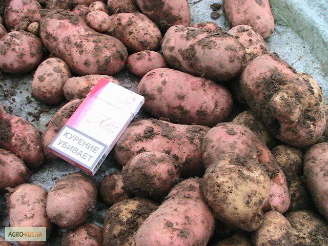 Розара картофель купить описание сорта. Сорт картофеля Розара. Адретта Розара. Розара семена картофеля.