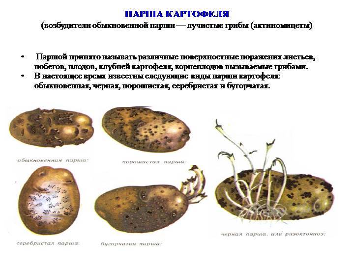 Болезни картофеля описание с фотографиями и способы лечения в открытом грунте