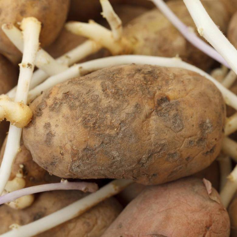 Можно ли есть картошку если она проросла. Картофель с отростками. Ростки картофеля. Проросший картофель. Белые отростки на картошке.