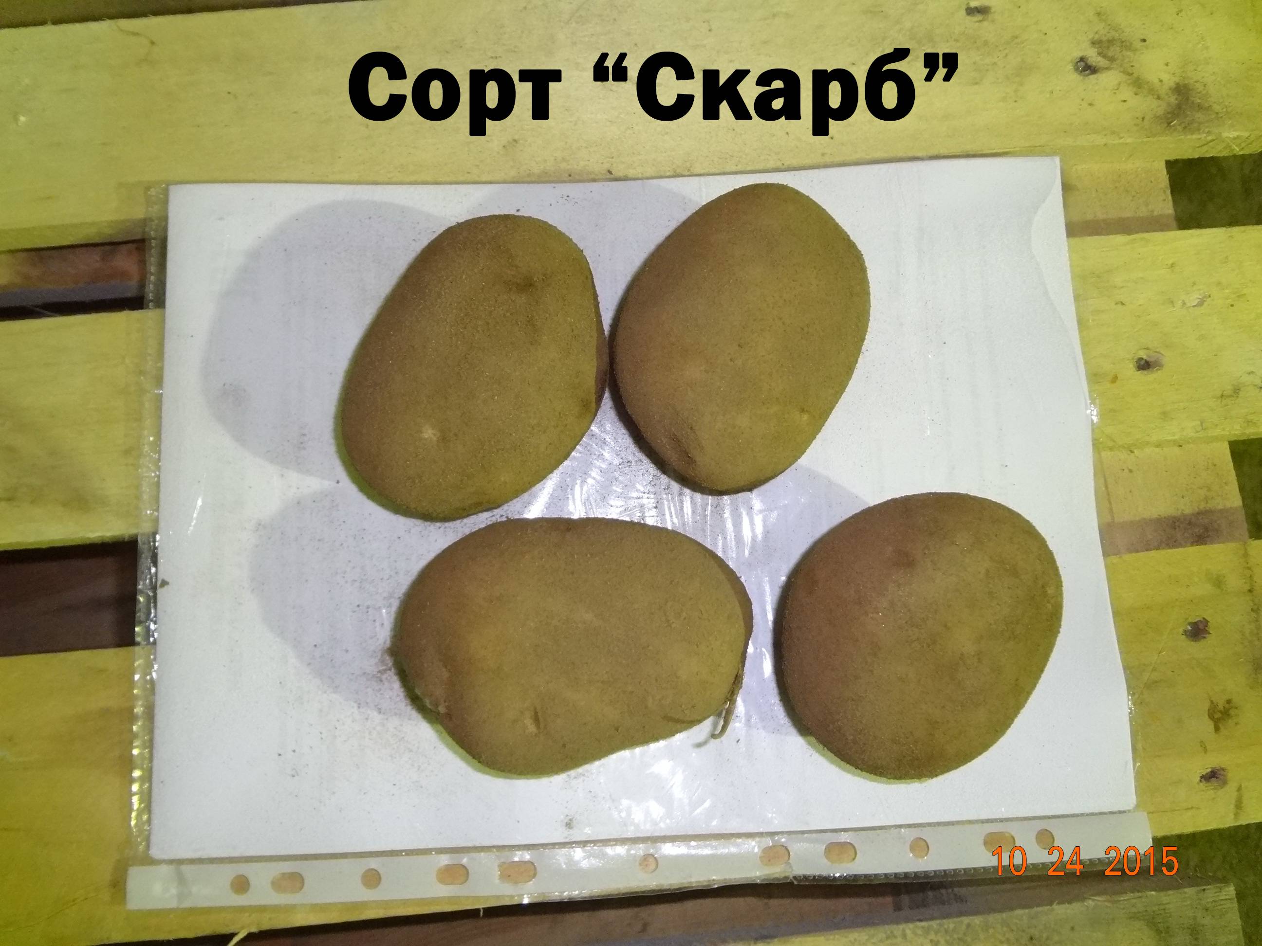 Пароли картофель характеристика. Сорт картофеля скарб. Скарб элита картофель. Картофель скарб описание сорта. Сорт. Картофеля скарб характеристика.