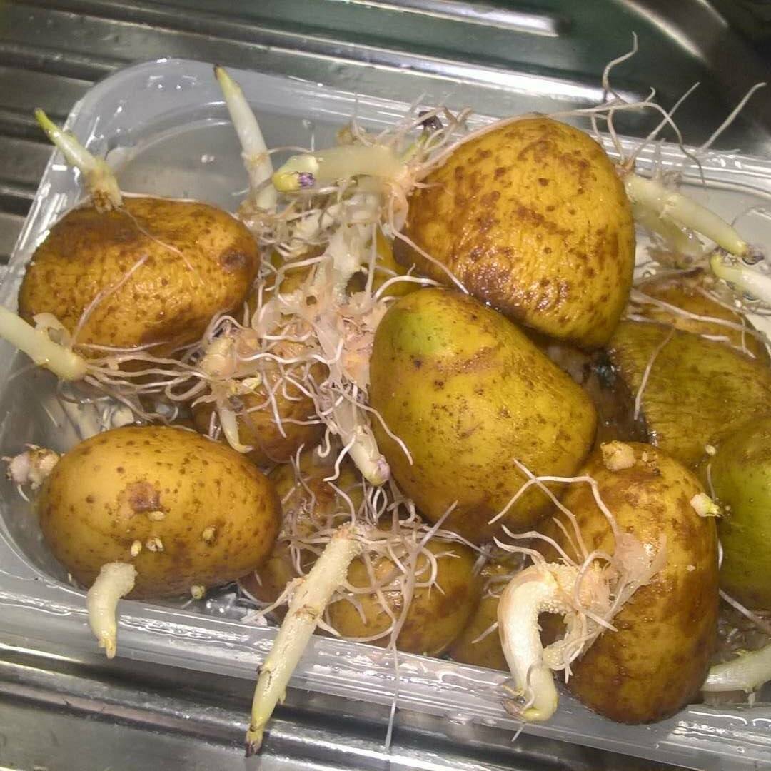 Можно ли есть картошку если она проросла. Проросшая картошка. Ростки картофеля. Картошка с ростками. Картофель пророс в погребе.