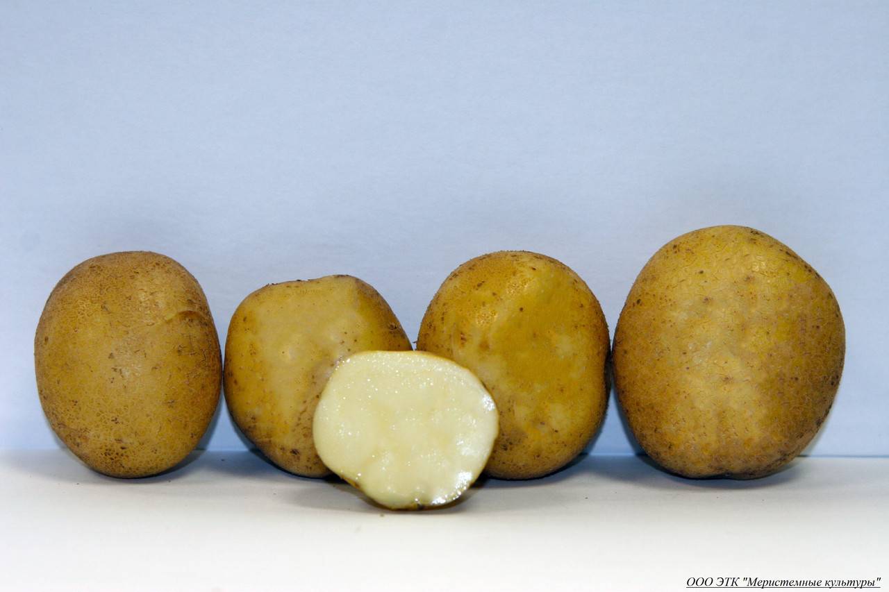 Какие семена картошки. Семенной картофель Латона. Картофель сорт Гала элита. Сорт картофеля Лисана. Сорта картофеля белорусской селекции.