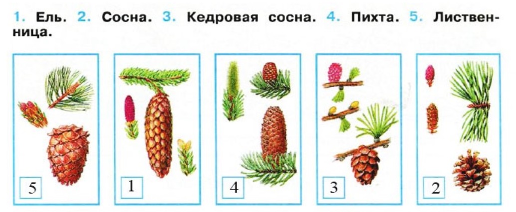 Ели такие ответ. Ель шишки и хвоинки окружающий мир. Шишки хвойных деревьев атлас определитель. Атлас определитель шишки и хвоинки. Хвойные деревья по шишкам окружающий мир 2 класс.