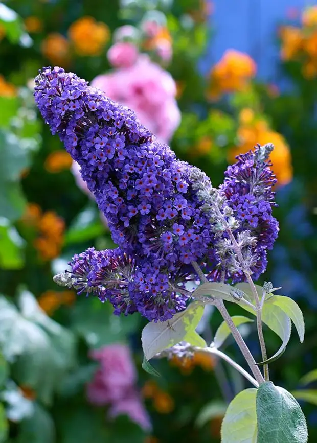 Buddleya Davida Adonis Blyu Buddleya Davida Adonis Blue Kupit Sazhency V Internet Magazine Sady Edema Primelens Ru Zerkalnye Fotoapparaty Kompaktnye Fotoapparaty Videokamery Obektivy Fotovspyshki I Aksessuary V Moskve