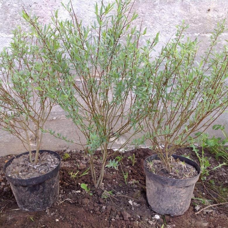 Хакуро нишики черенки. Ива в саду. Когда пересаживают иву. Ива шаровидная саженец. Пересадка ивы.