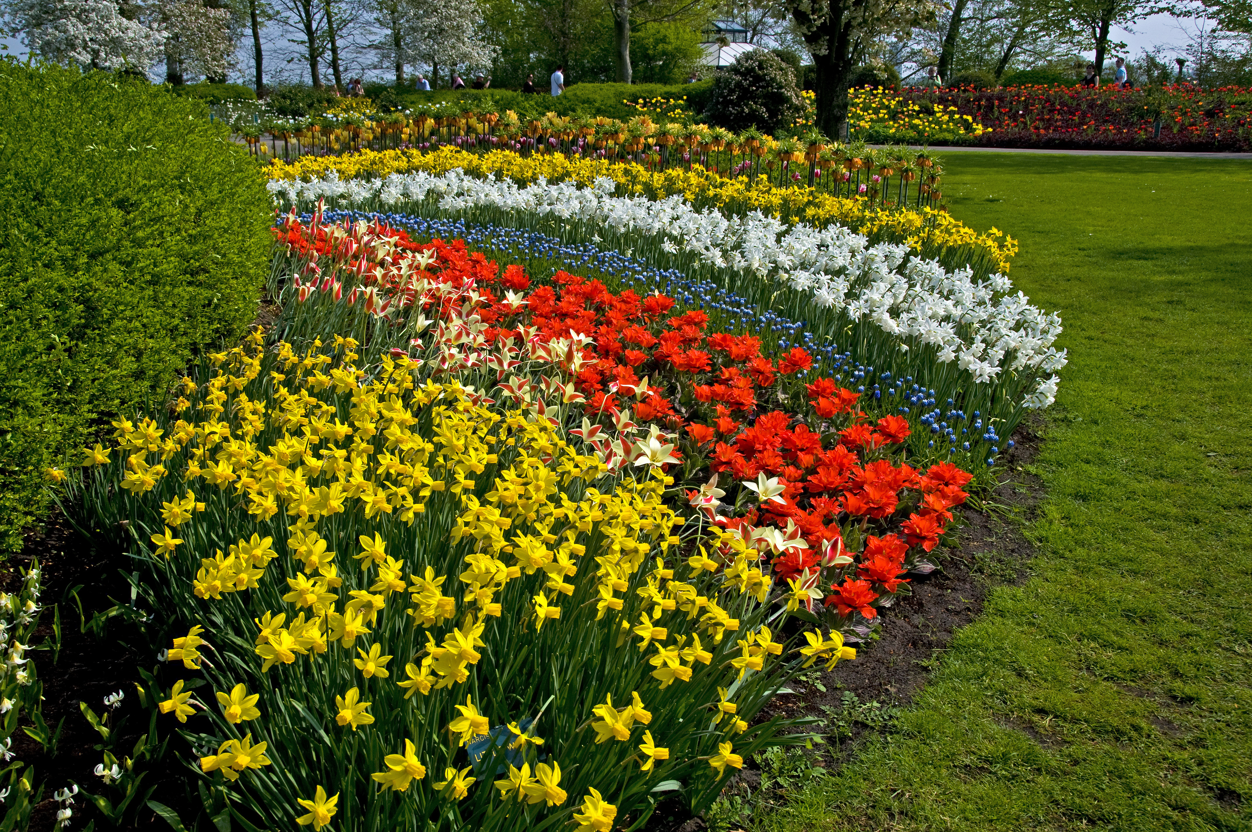В цветнике растут только нарциссы и пионы. Голландия нарциссы тюльпаны парк. Нарциссы в Голландии. Кёкенхоф рабатка. Кёкенхоф Нидерланды парк тюльпанов.