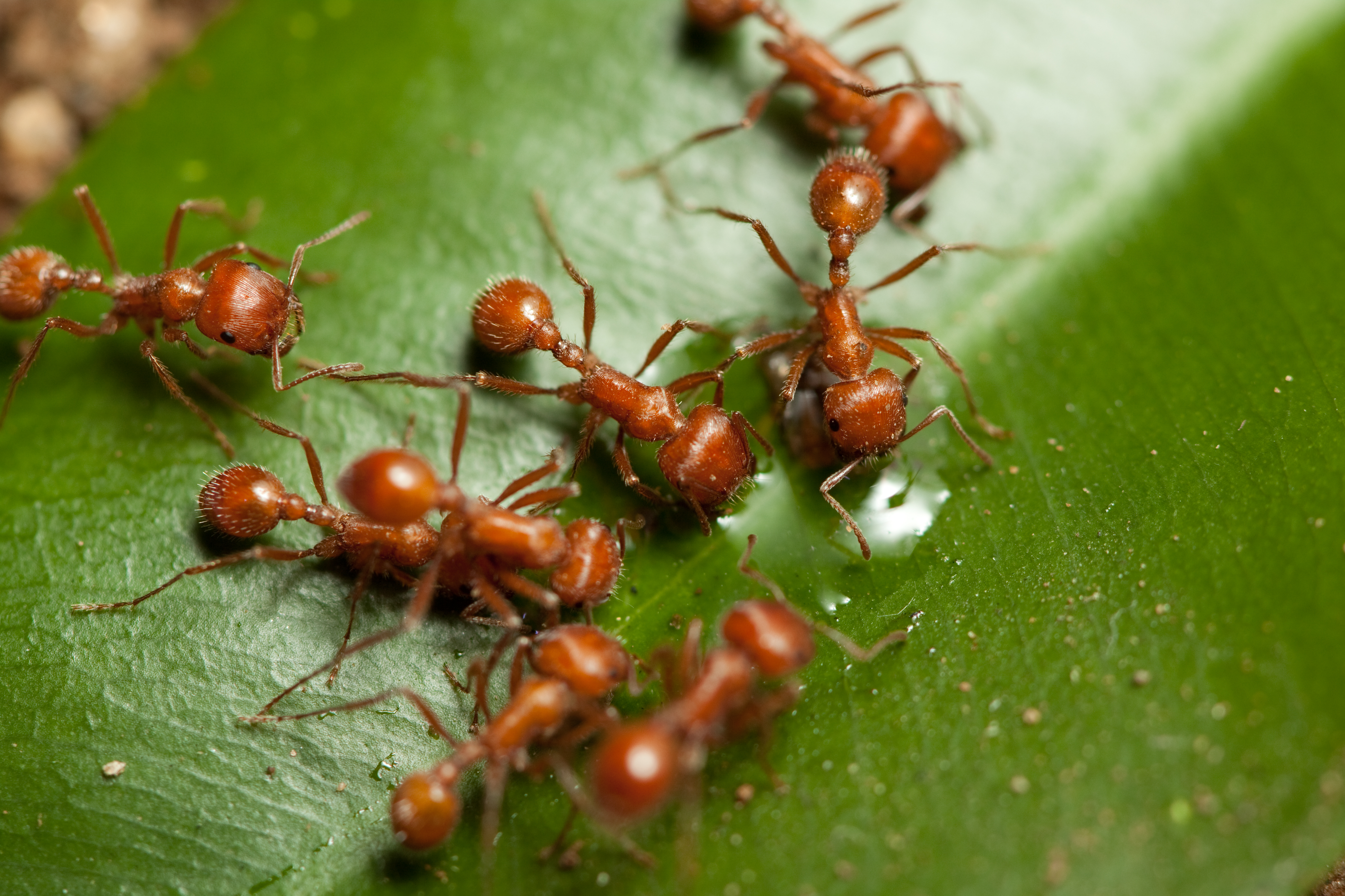 Trichomyrmex Perplexus