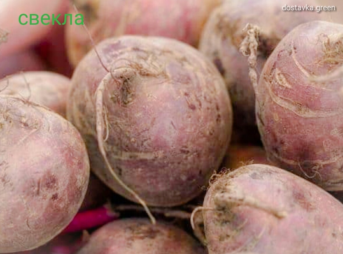 свекла столовая несравненная а 463. свекла в погребе. свекла сорт несравненная а-463. хранение свеклы на зиму в погребе. хранение свеклы.